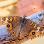 Meadow Argus Butterfly (Junonia villida)