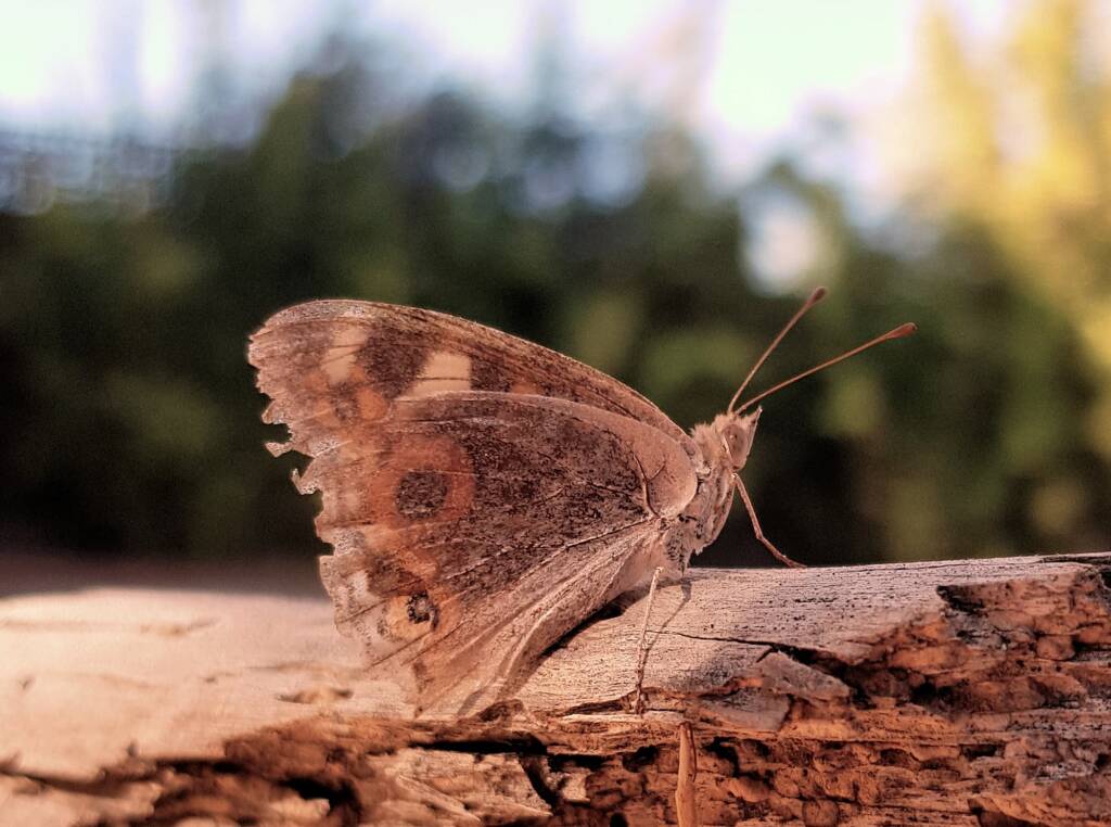 Meadow Argus Butterfly (Junonia villida)