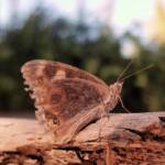 Meadow Argus Butterfly (Junonia villida)