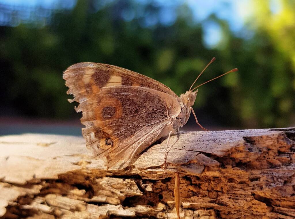 Meadow Argus Butterfly (Junonia villida), Alice Springs NT
