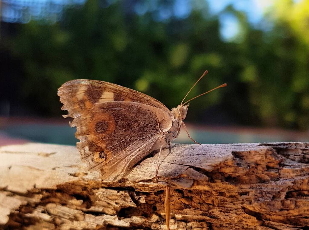 Meadow Argus Butterfly (Junonia villida)