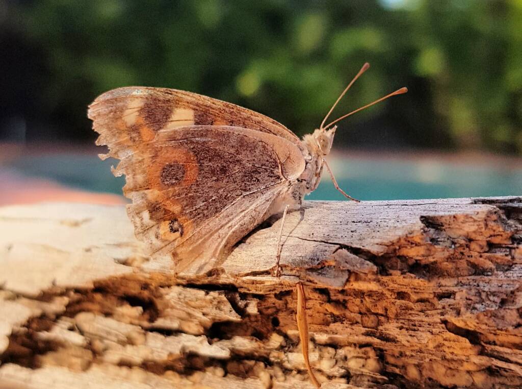 Meadow Argus Butterfly (Junonia villida)