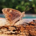Meadow Argus Butterfly (Junonia villida)