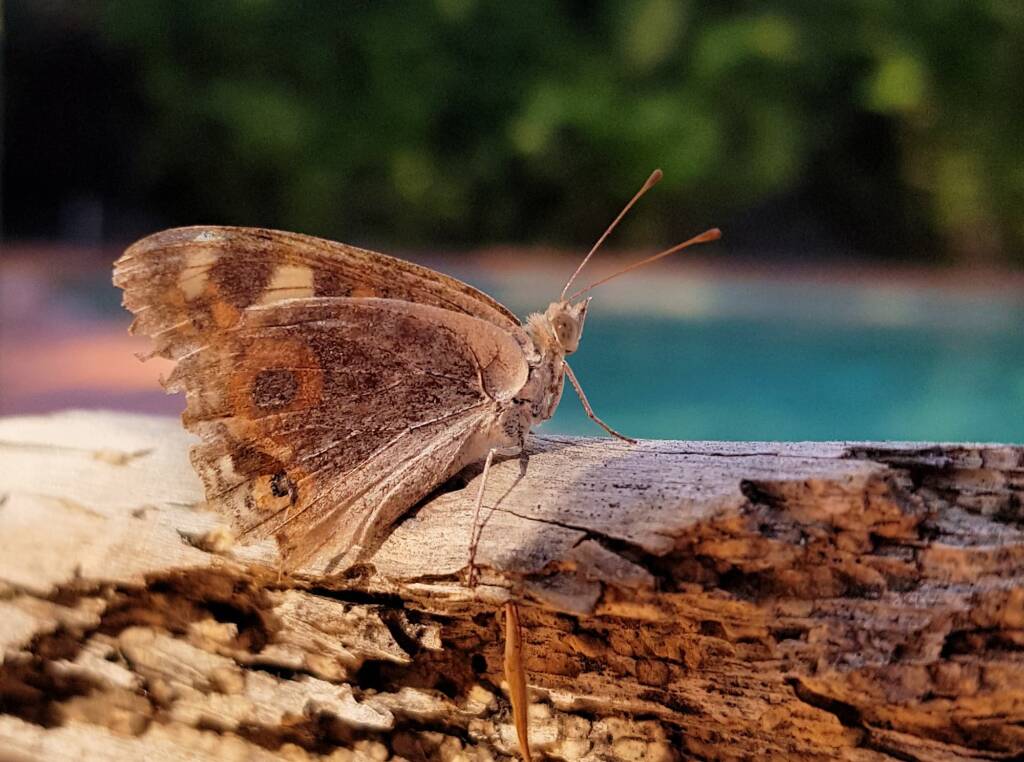 Meadow Argus Butterfly (Junonia villida)