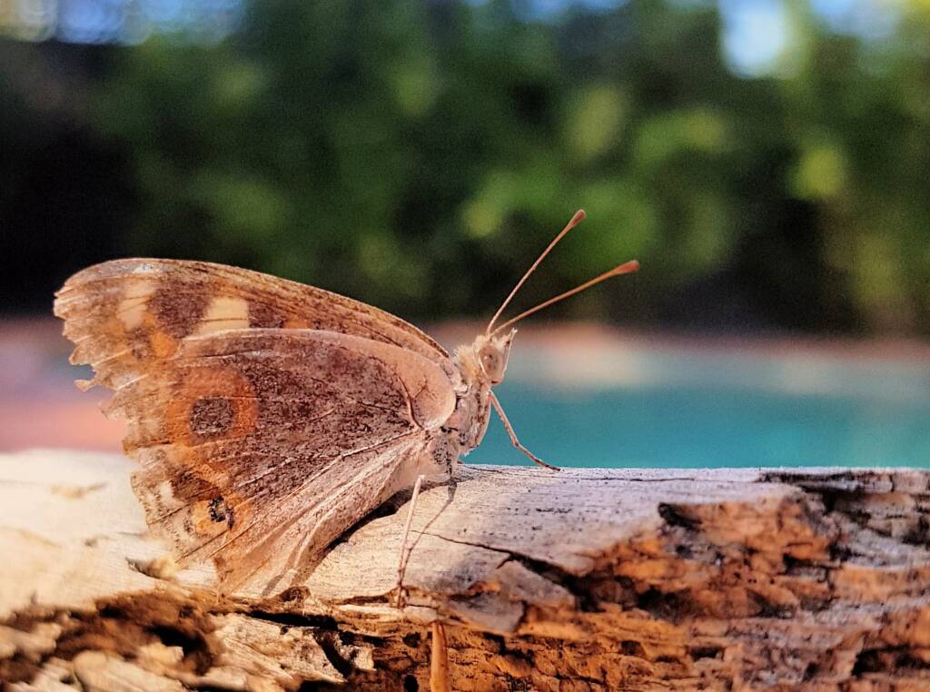 Meadow Argus Butterfly (Junonia villida)