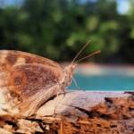 Meadow Argus Butterfly (Junonia villida)