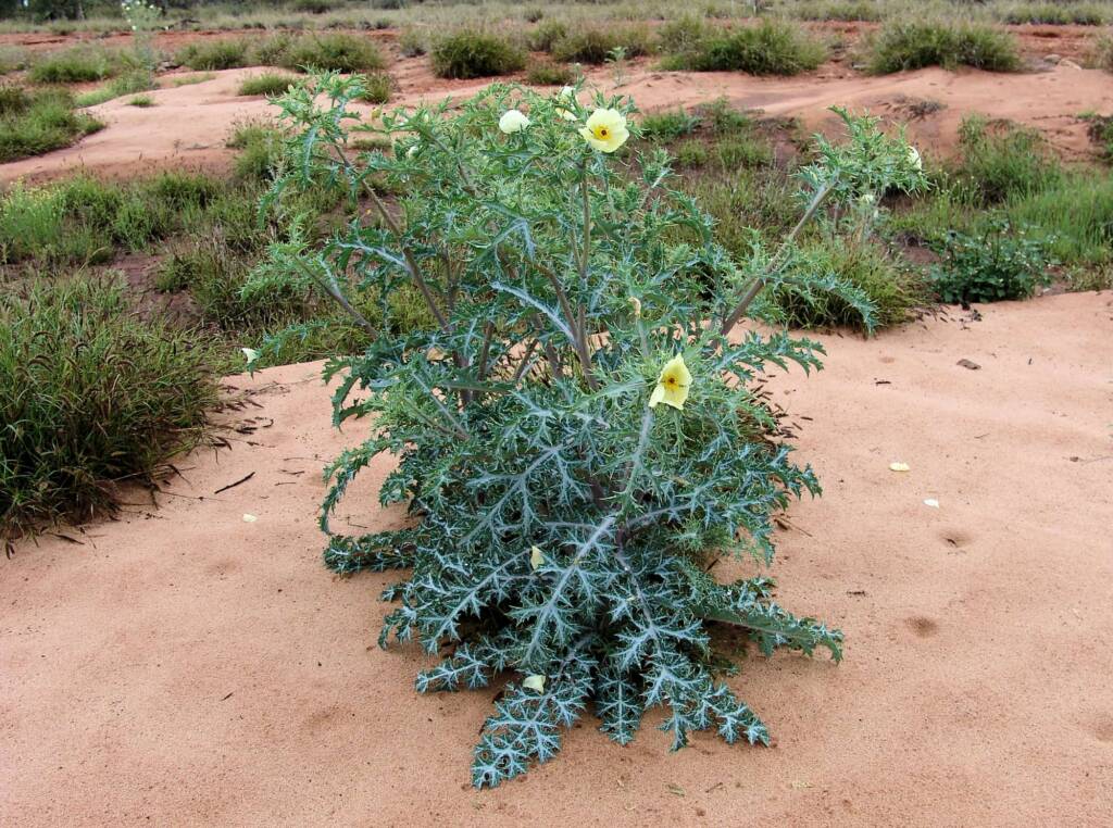 Mexican Poppy (Argemone ochroleuca)