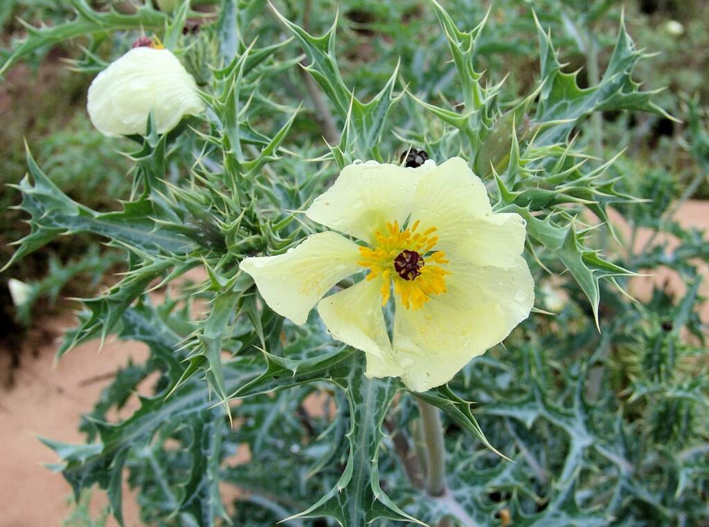Mexican Poppy (Argemone ochroleuca)