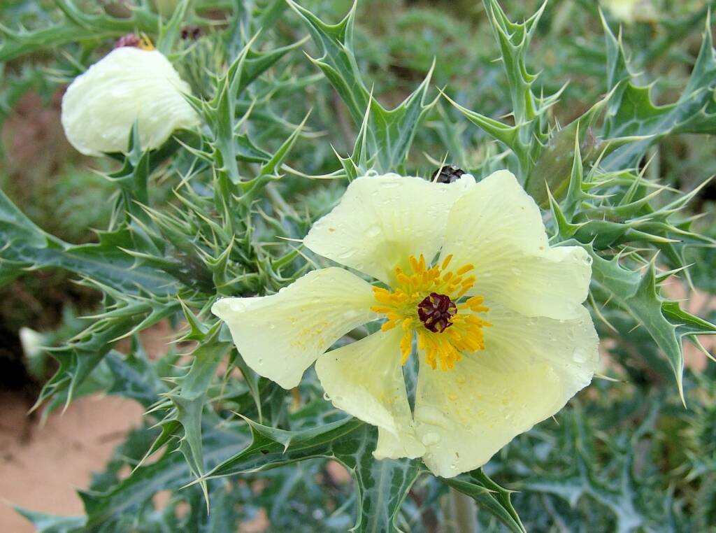 Mexican Poppy (Argemone ochroleuca)