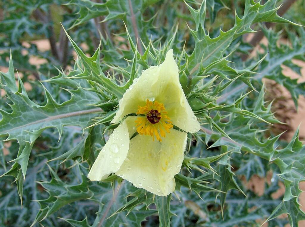 Mexican Poppy (Argemone ochroleuca)