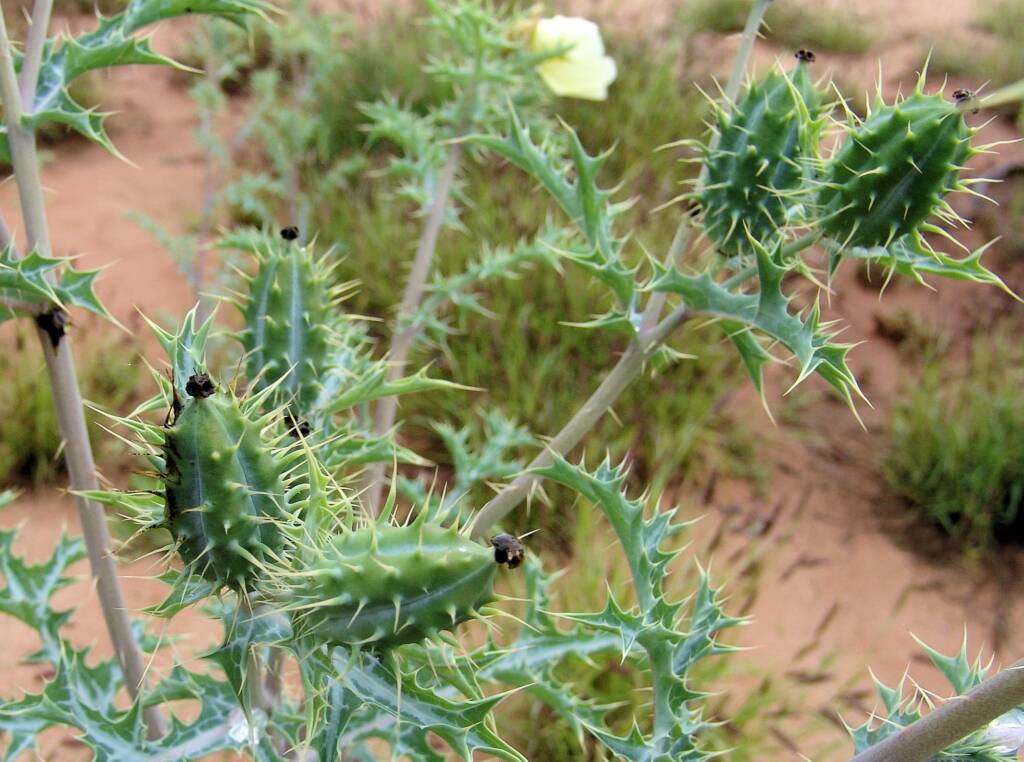 Mexican Poppy (Argemone ochroleuca)