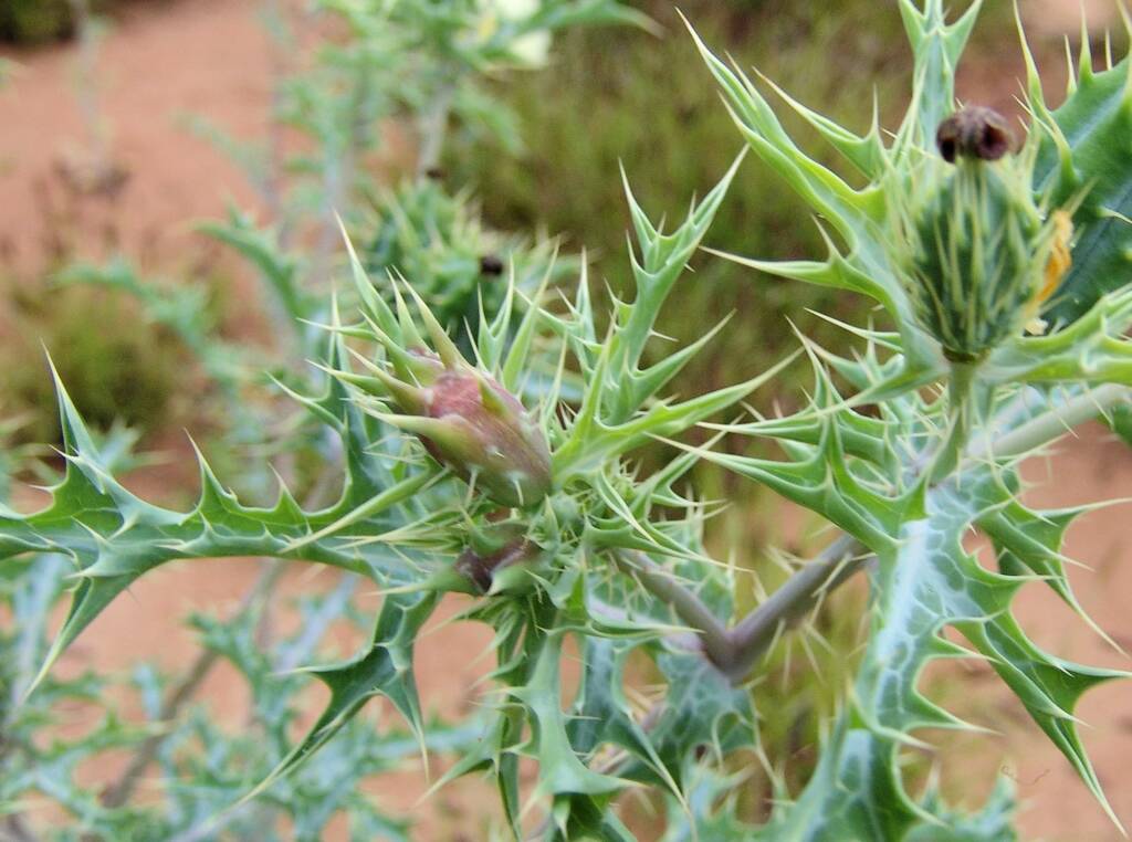 Mexican Poppy (Argemone ochroleuca)