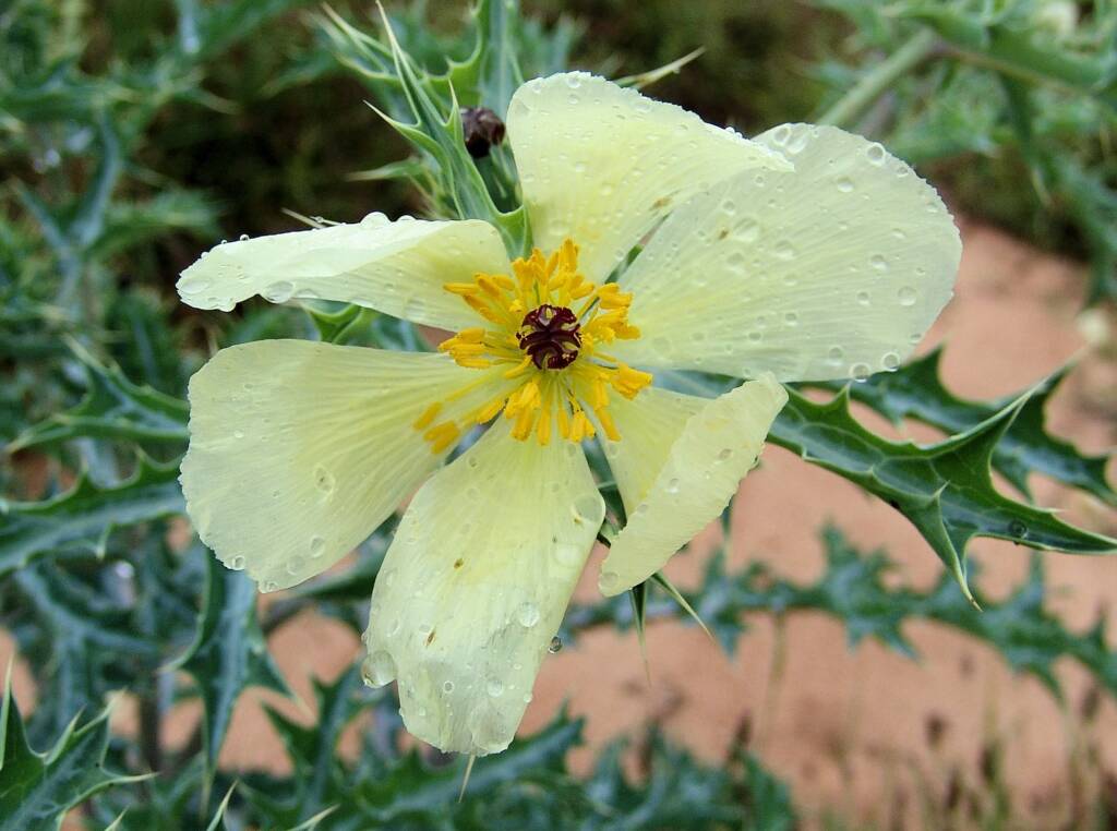 Mexican Poppy (Argemone ochroleuca)