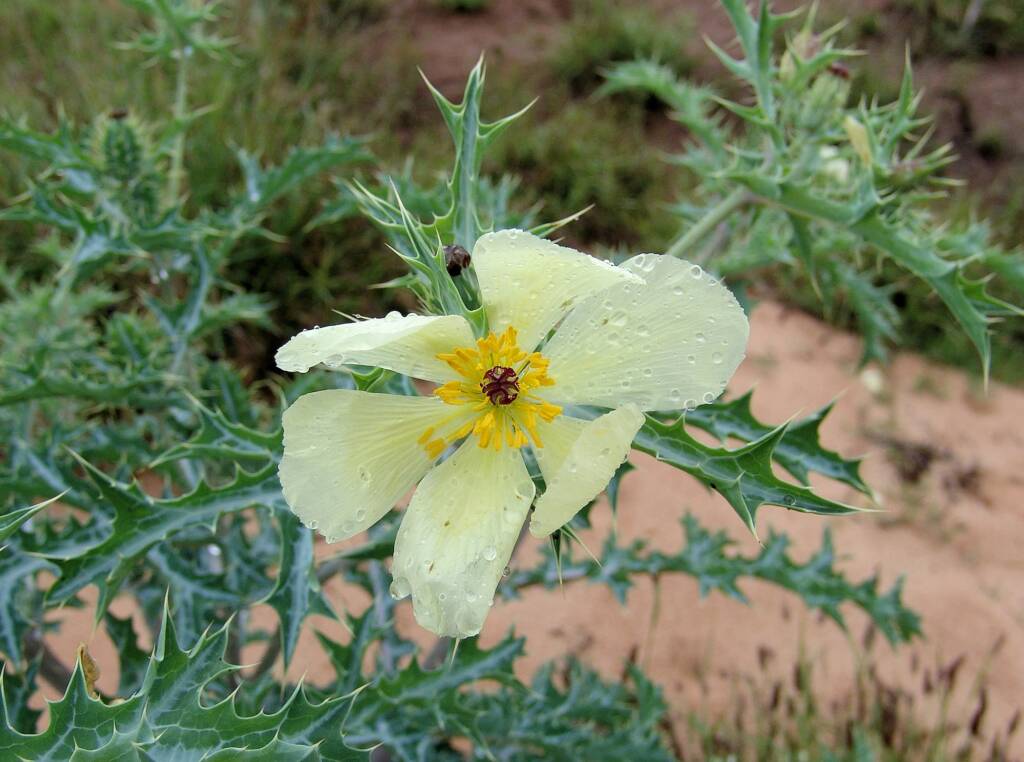 Mexican Poppy (Argemone ochroleuca)