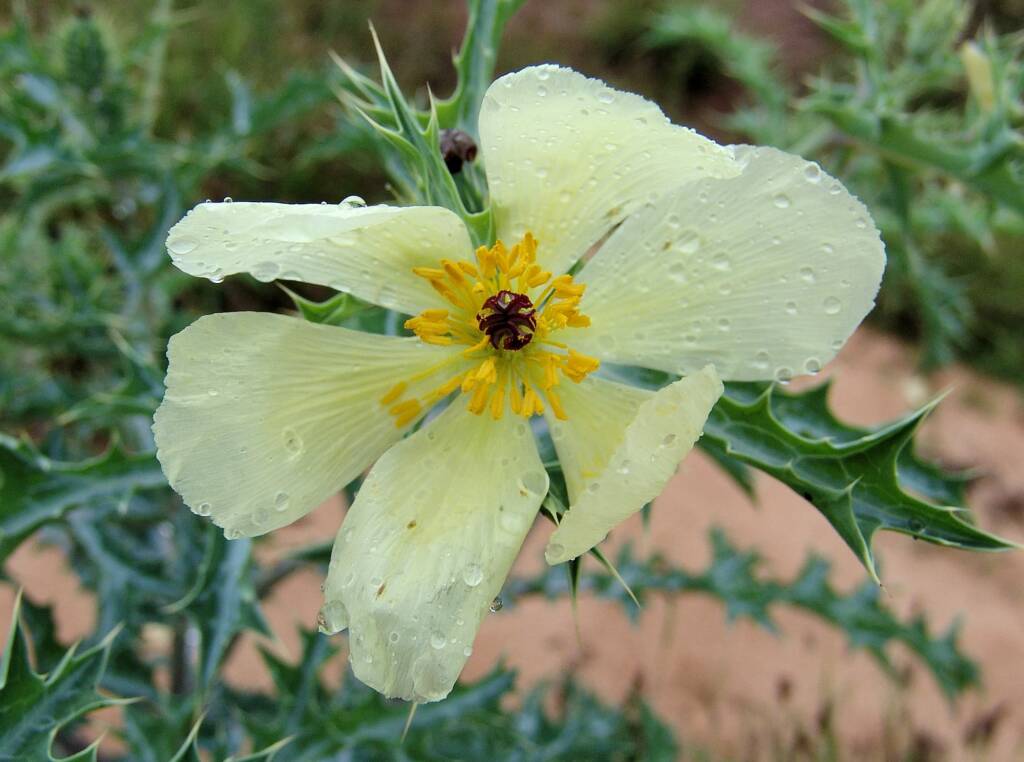 Mexican Poppy (Argemone ochroleuca)