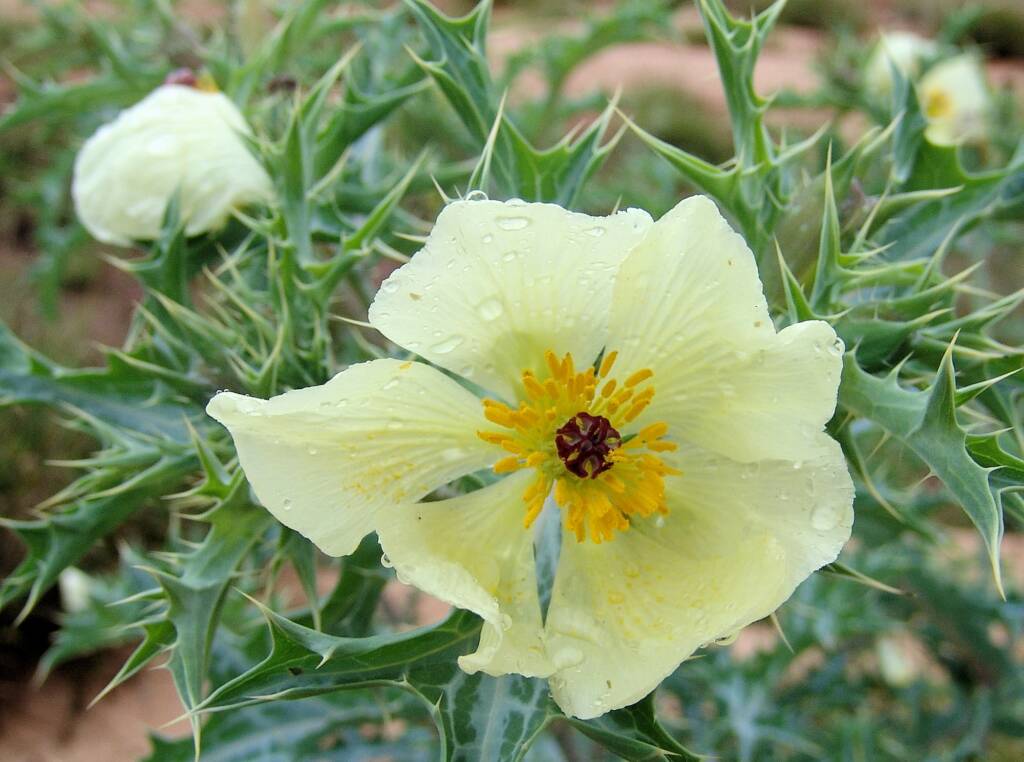 Mexican Poppy (Argemone ochroleuca)