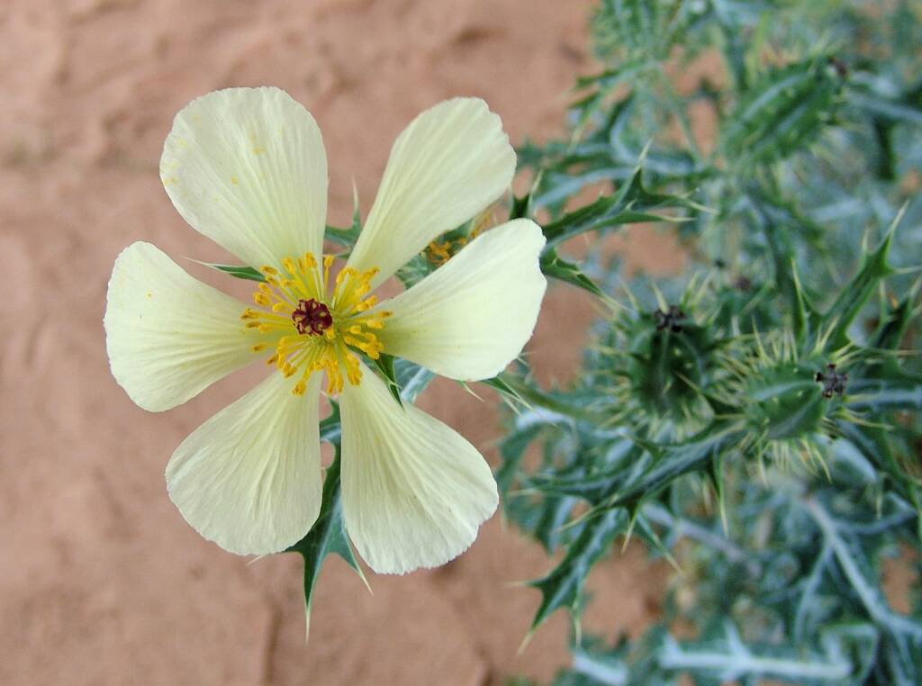 Mexican Poppy (Argemone ochroleuca)