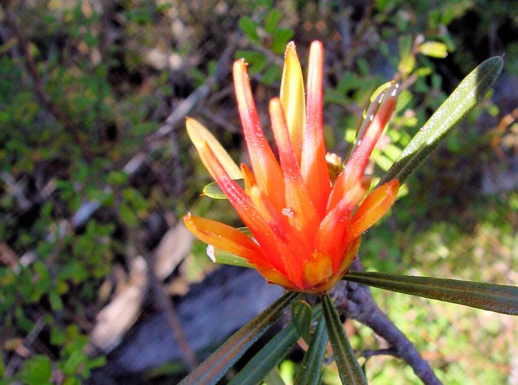 Mountain Devil (Lambertia formosa), Blue Mountains, NSW