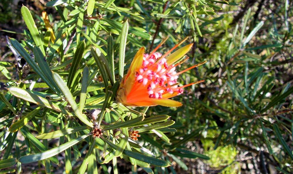 Mountain Devil (Lambertia formosa), Blue Mountains, NSW