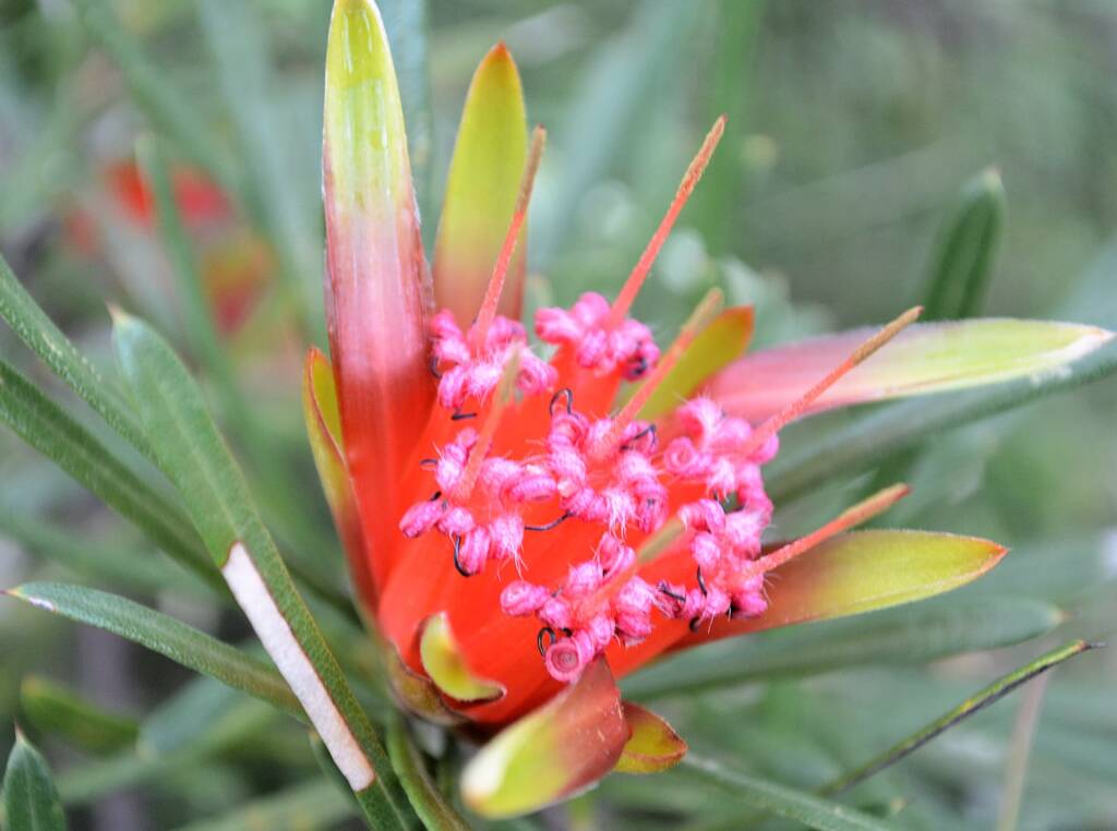 Mountain Devil (Lambertia formosa), Blue Mountains, NSW