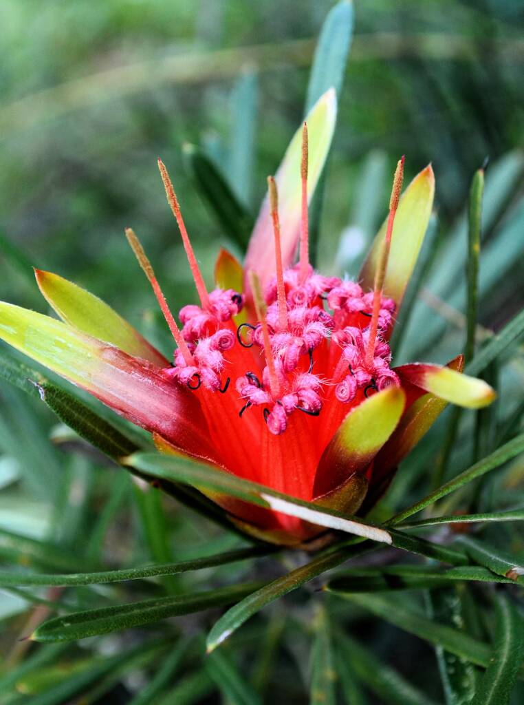 Mountain Devil (Lambertia formosa), Blue Mountains, NSW