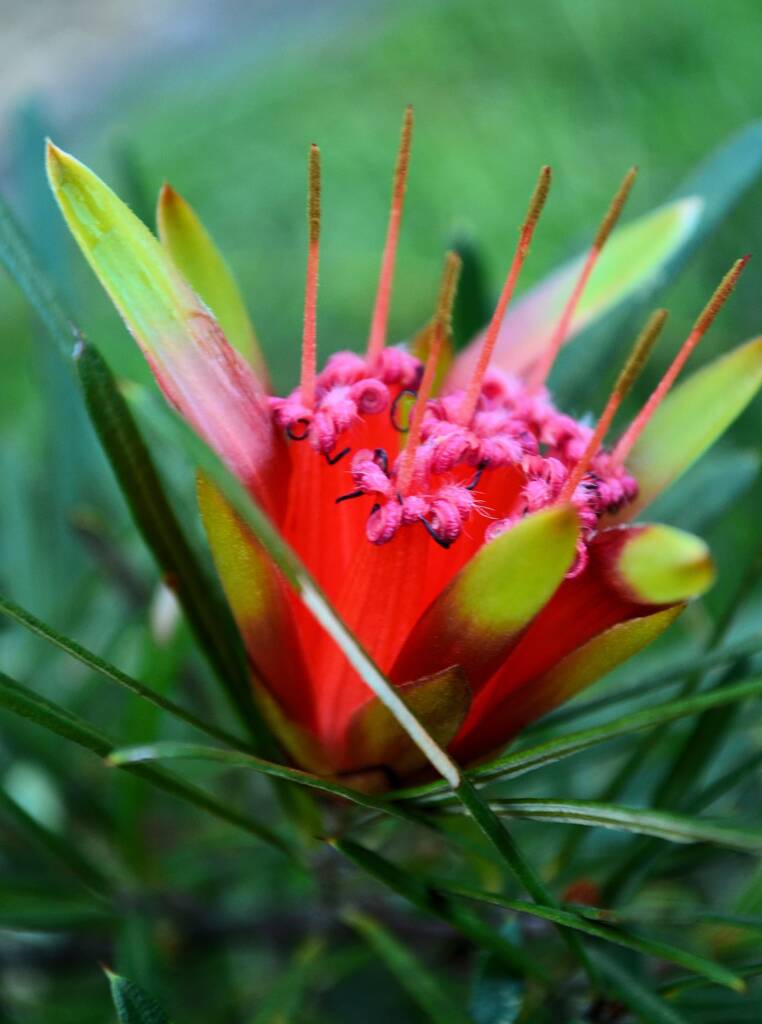 Mountain Devil (Lambertia formosa), Blue Mountains, NSW