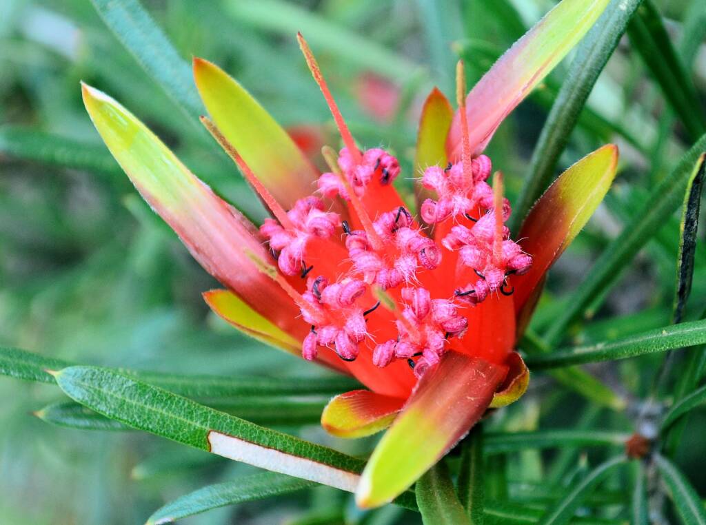 Mountain Devil (Lambertia formosa), Blue Mountains, NSW