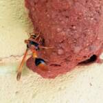 Potter Wasp (Eumenes latreilli) at mud nest, Alice Springs