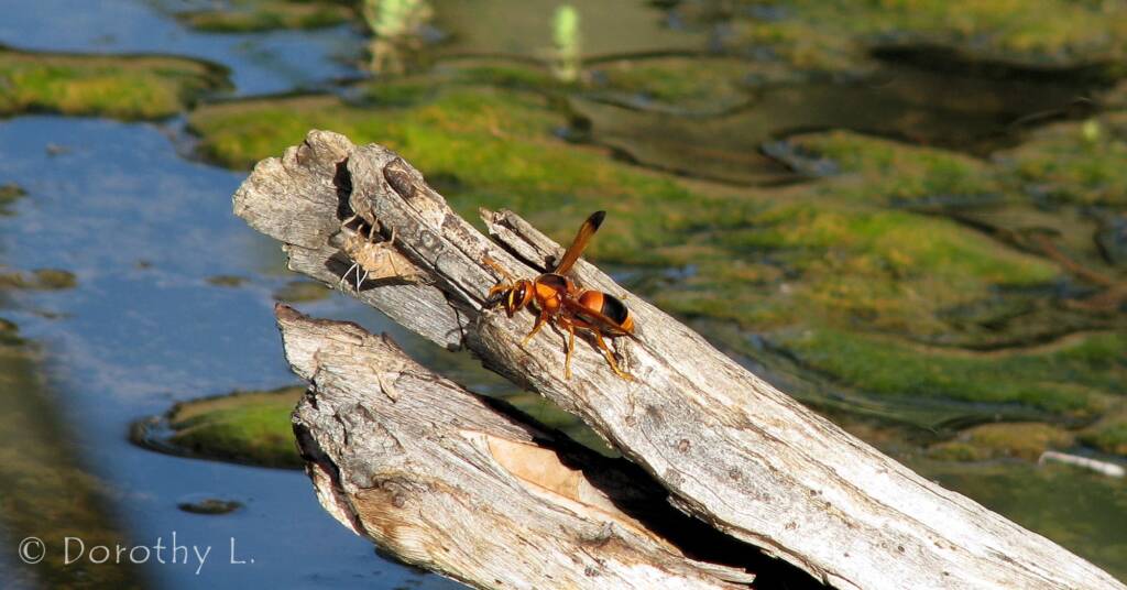 Mud Wasp (Abispa ephippium), Alice Springs Desert Park