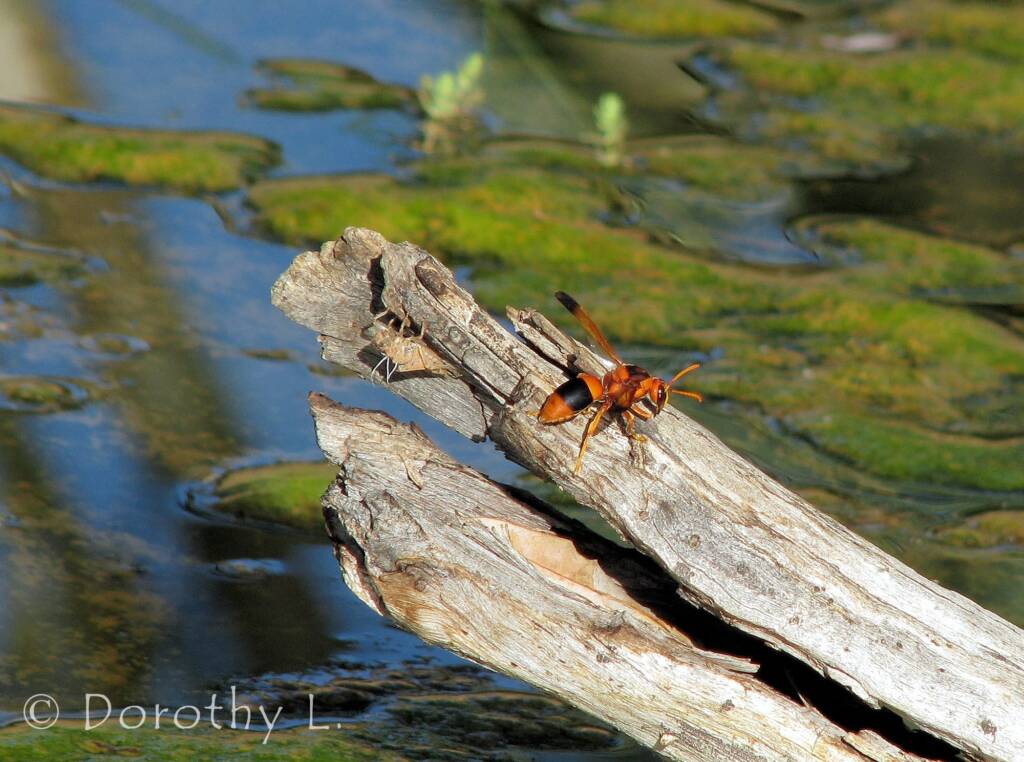 Mud Wasp (Eumenes latreilli), Alice Springs Desert Park