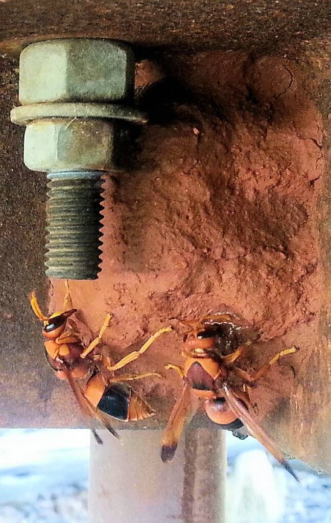 Nest of the Mud Wasp (Eumenes latreilli)