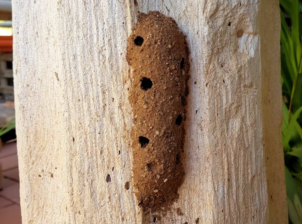 Nest of the Mud Wasp (Eumenes latreilli)