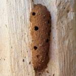 Nest of the Mud Wasp (Eumenes latreilli)
