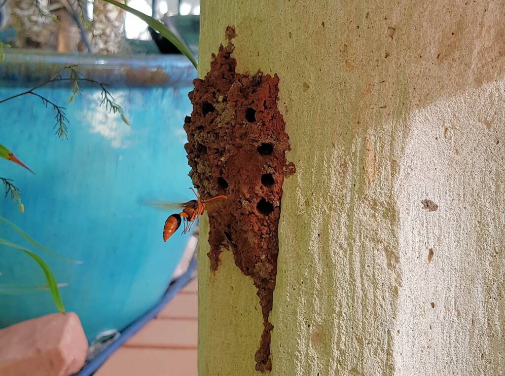 Potter Wasp (Eumenes latreilli) at mud nest, Alice Springs