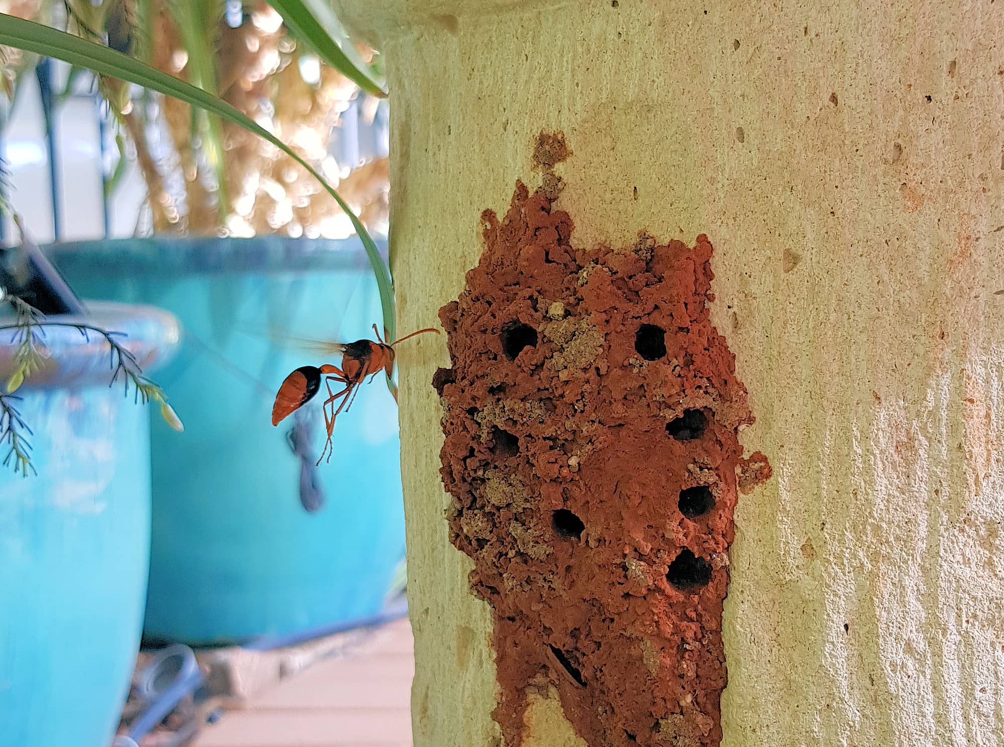 Potter Wasp (Eumenes latreilli) at mud nest, Alice Springs