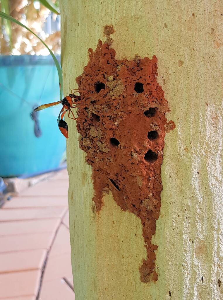 Potter Wasp (Eumenes latreilli) at mud nest, Alice Springs