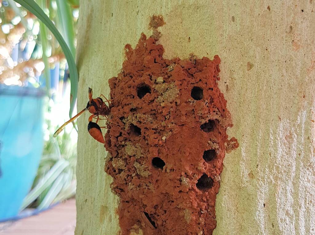 Potter Wasp (Eumenes latreilli) at mud nest, Alice Springs