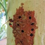 Potter Wasp (Eumenes latreilli) at mud nest, Alice Springs
