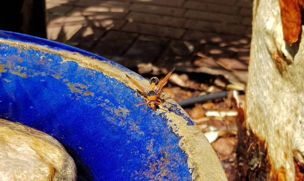 Mud Wasp (Eumenes latreilli), Alice Springs