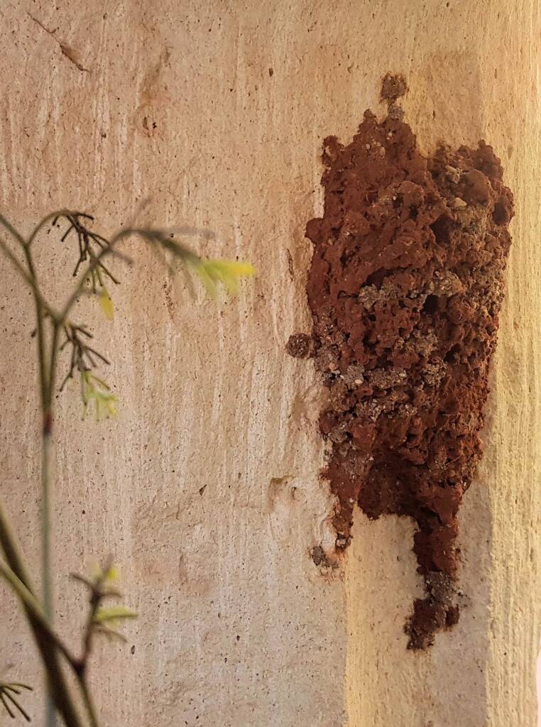 Mud nest of Potter Wasp (Eumenes latreilli), Alice Springs