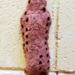 Nest of the Mud Wasp (Eumenes latreilli)