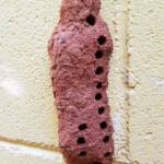 Nest of the Mud Wasp (Eumenes latreilli)