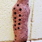 Nest of the Mud Wasp (Eumenes latreilli)