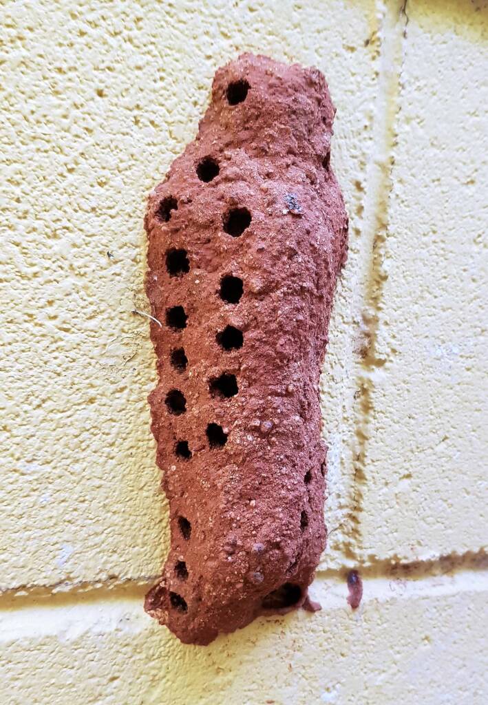 Nest of the Mud Wasp (Eumenes latreilli)