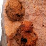 Mud nest of Potter Wasp (Eumenes spp), Alice Springs