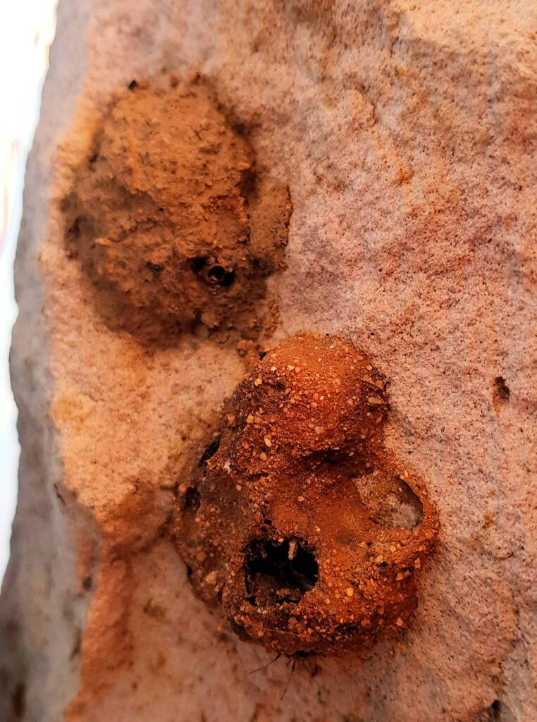 Mud nest of Potter Wasp (Eumenes spp), Alice Springs
