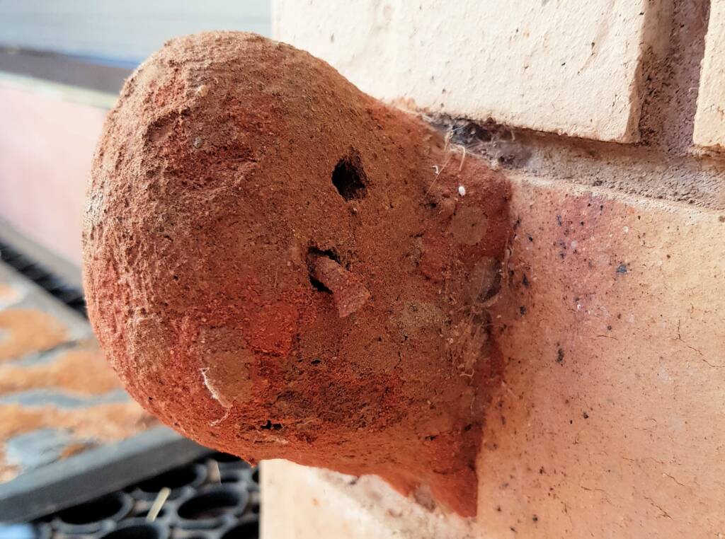 Nest of the Mud Wasp (Eumenes latreilli)