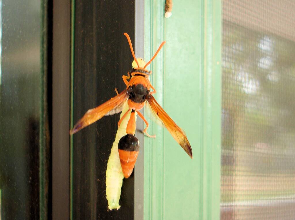 Potter Wasp (Eumenes latreilli) taking food back to mud nest, Alice Springs