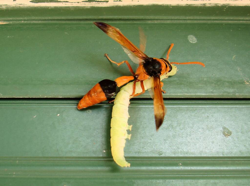 Potter Wasp (Eumenes latreilli) taking food back to mud nest, Alice Springs