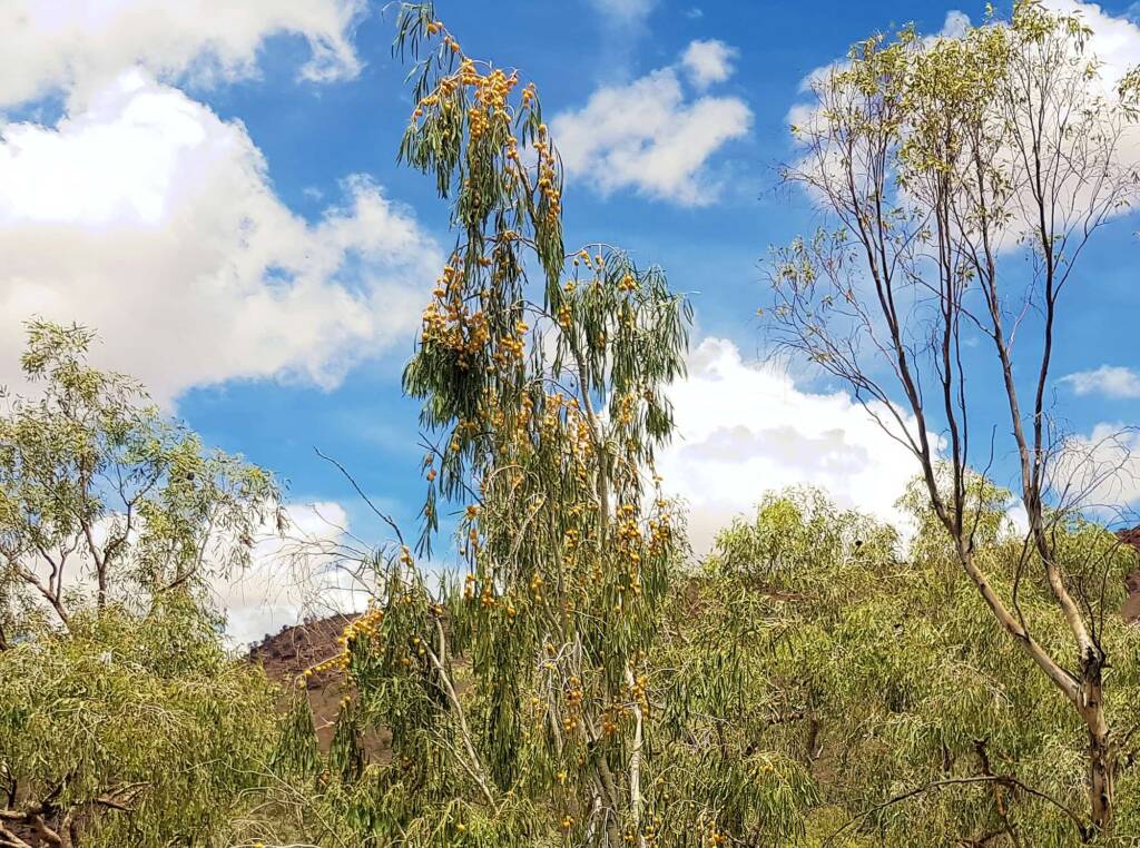 Native Apricot (Pittosporum angustifolium)